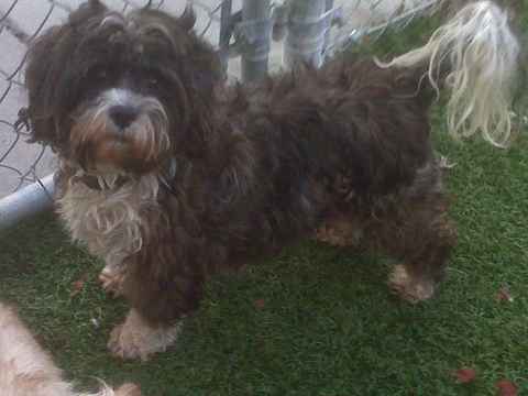 Buster 2
