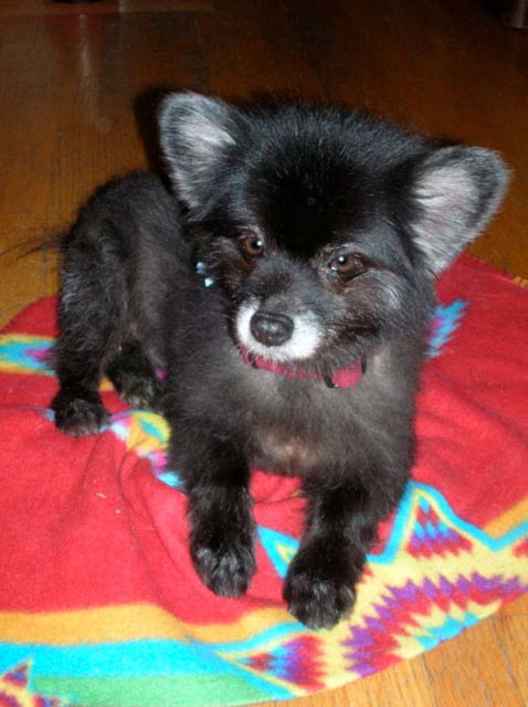 Cooper 2