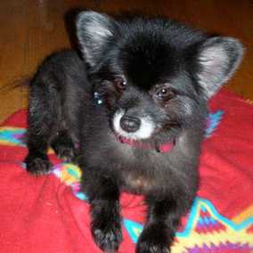 Cooper 2