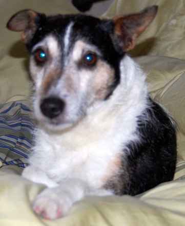 Kobi