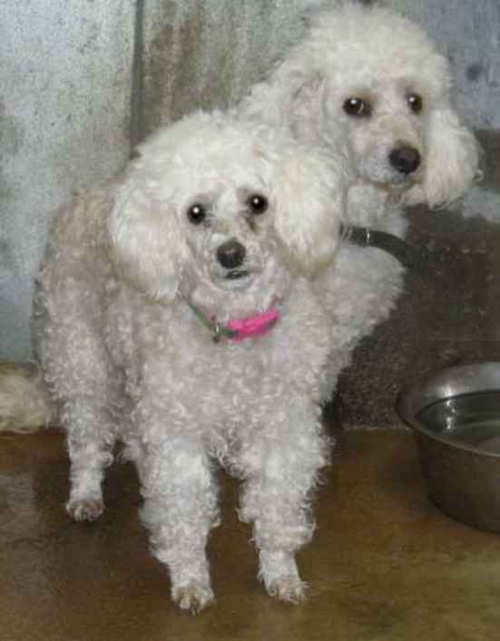 Sheila & Spike