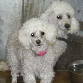Sheila & Spike