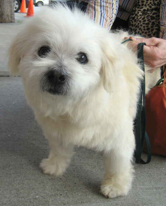Little Charlie 2