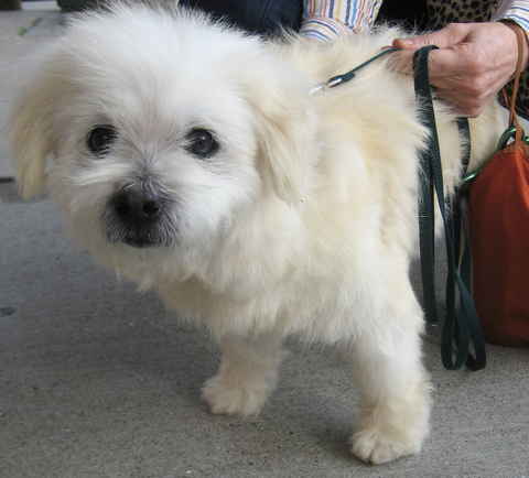 Little Charlie 2