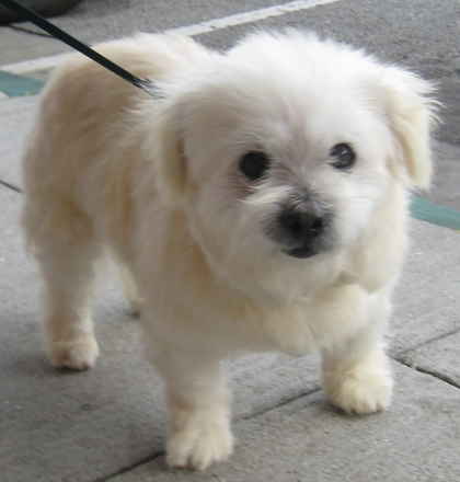 Little Charlie 2
