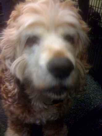 Fozzy