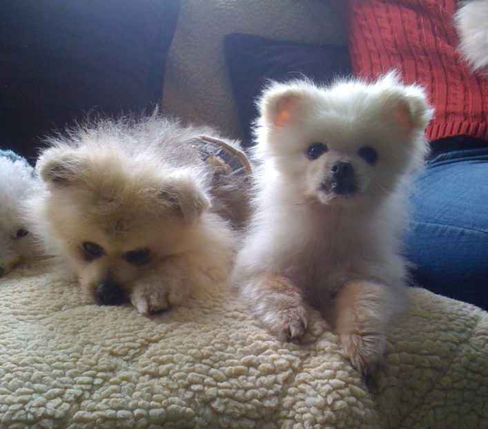 Monkey and Peanut