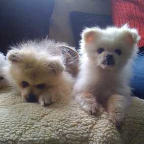 Monkey and Peanut