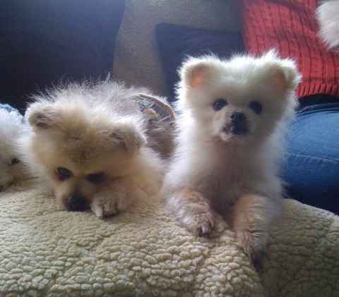 Monkey and Peanut