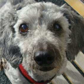 Barney 2
