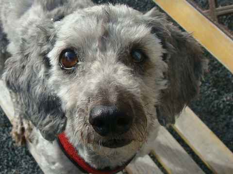 Barney 2