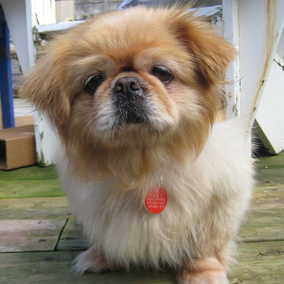 Abbie