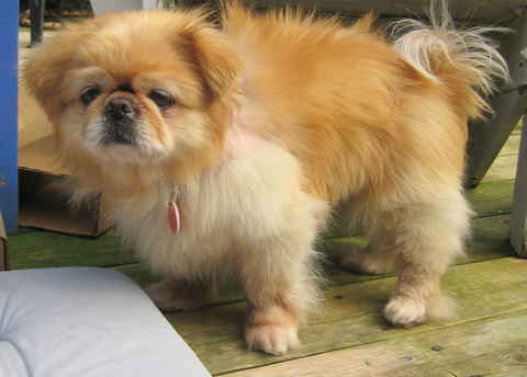 Abbie