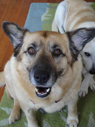 Keeva & Portia