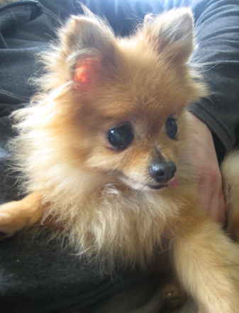 Mimi