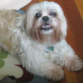 Misha