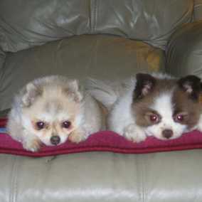 Bounce & Shelby