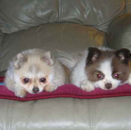 Bounce & Shelby