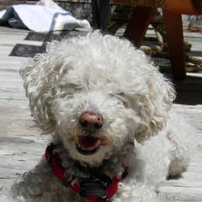 Dewey