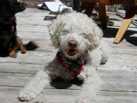 Dewey