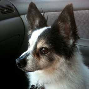 Sparky