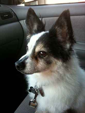 Sparky