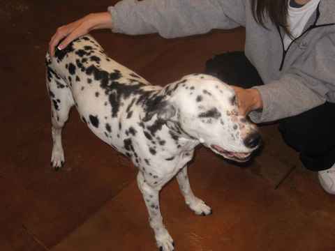 Molly 3