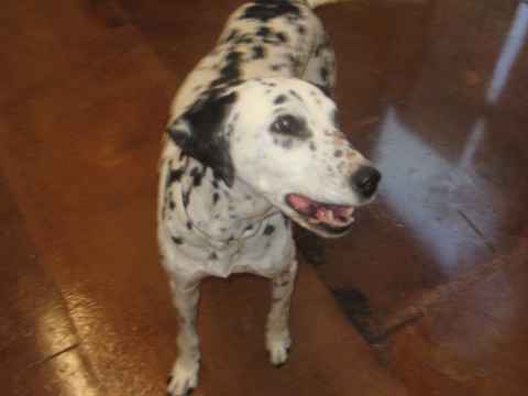 Molly 3