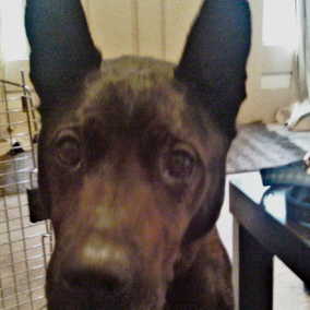 Mingo