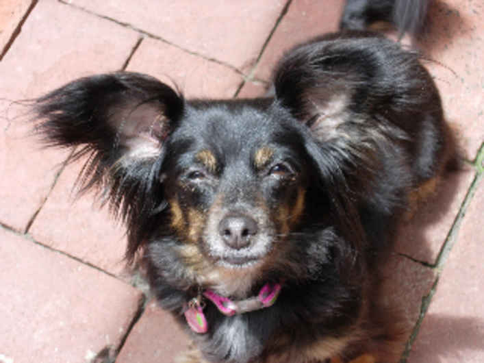 Miss Daisy