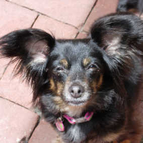 Miss Daisy