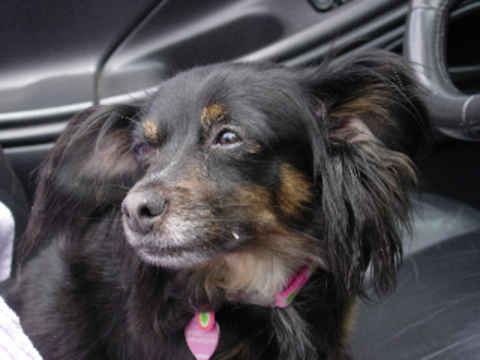 Miss Daisy