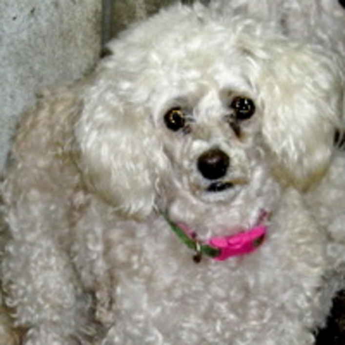 Sheila