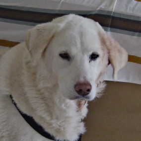 Buddy 4