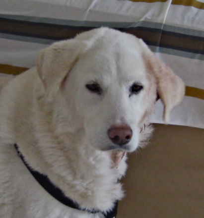 Buddy 4