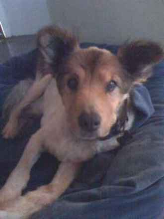 Howie