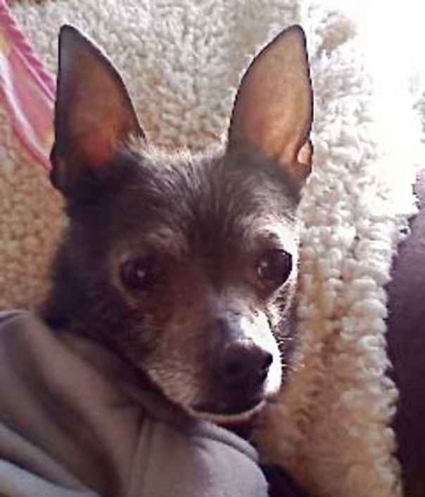 Little Smokey