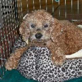 Bailey 2
