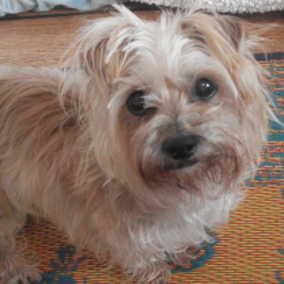 Betsy