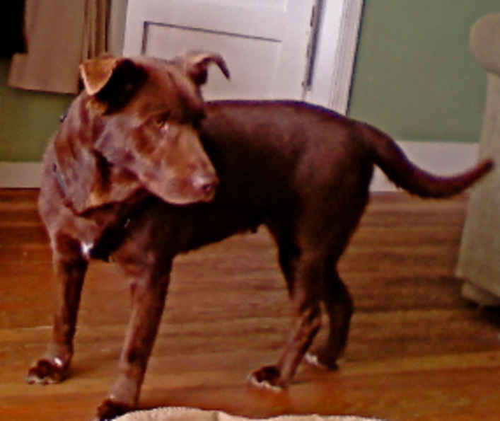Dina