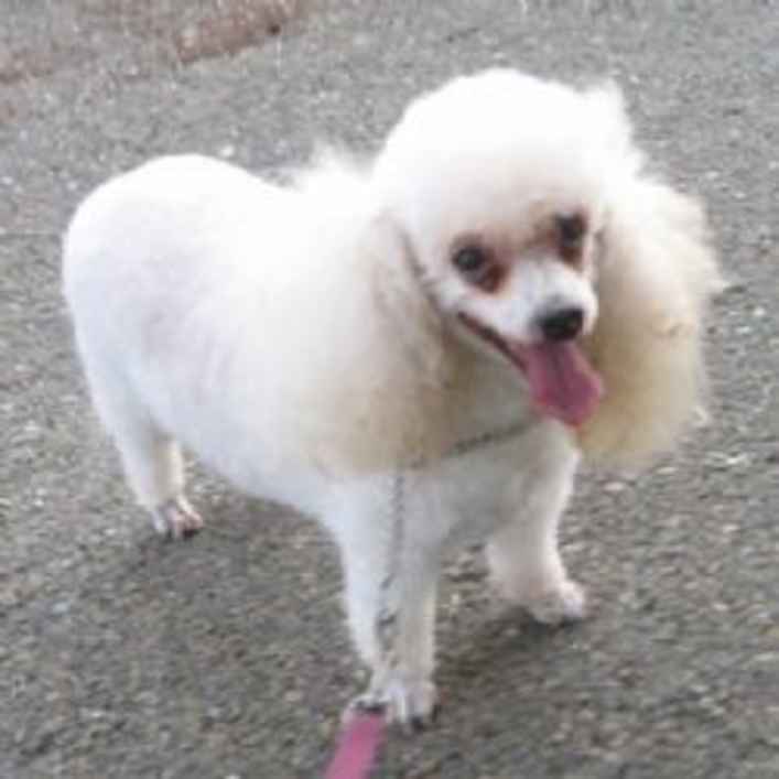 Fluffy 2