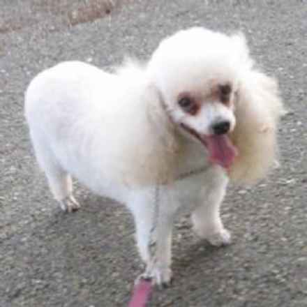 Fluffy 2