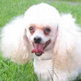 Fluffy 2