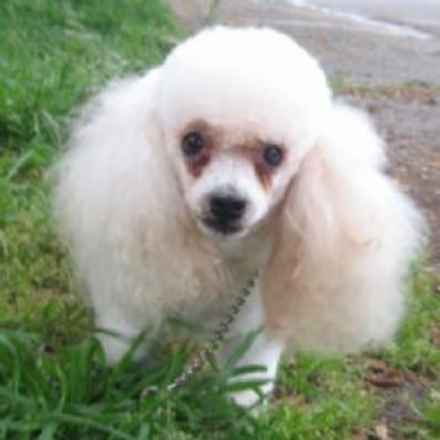 Fluffy 2