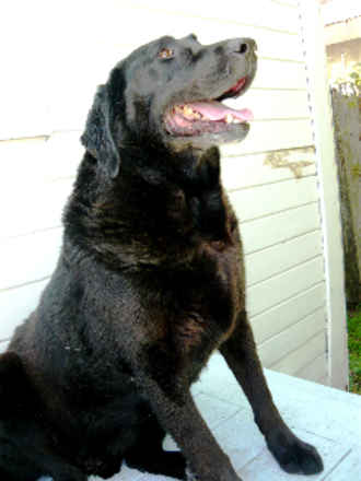 Moose