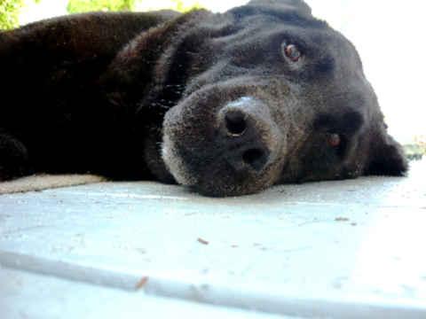 Moose
