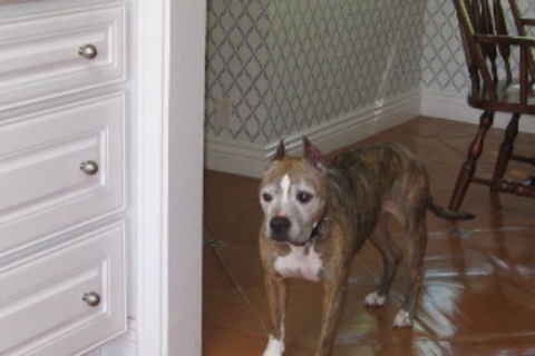 Shiloh