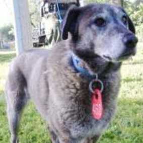 Bodie