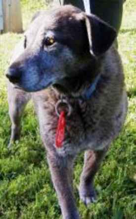 Bodie