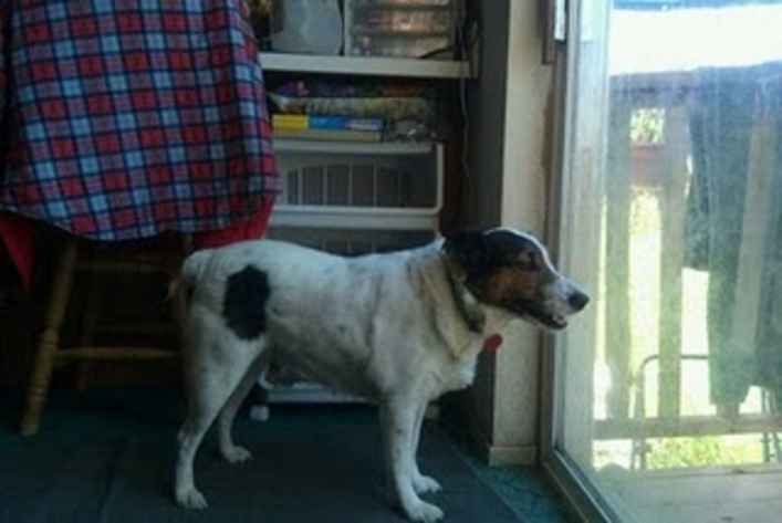 Shasta